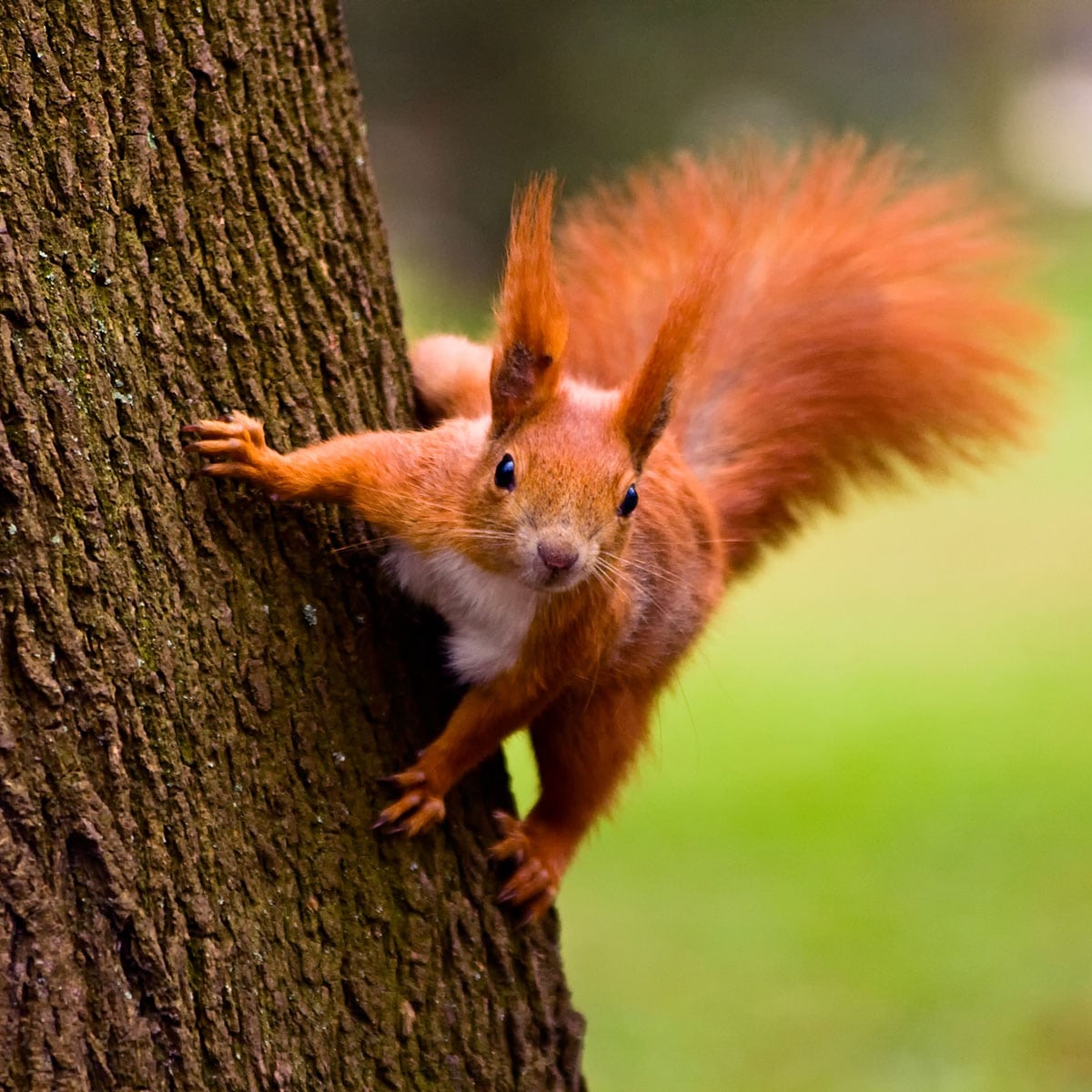 squirrel hug