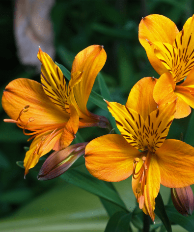 Alstroemeria