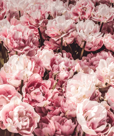 Peonies