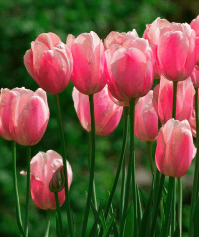 Tulips