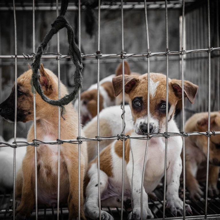 INTERNATIONAL HOMELESS ANIMALS DAY August 17, 2024 National Today