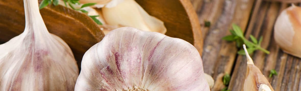 a variety of garlic on national garlic day