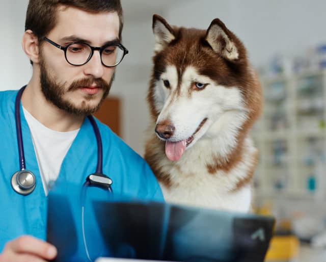 How To Keep Dog Comfortable With Lymphoma