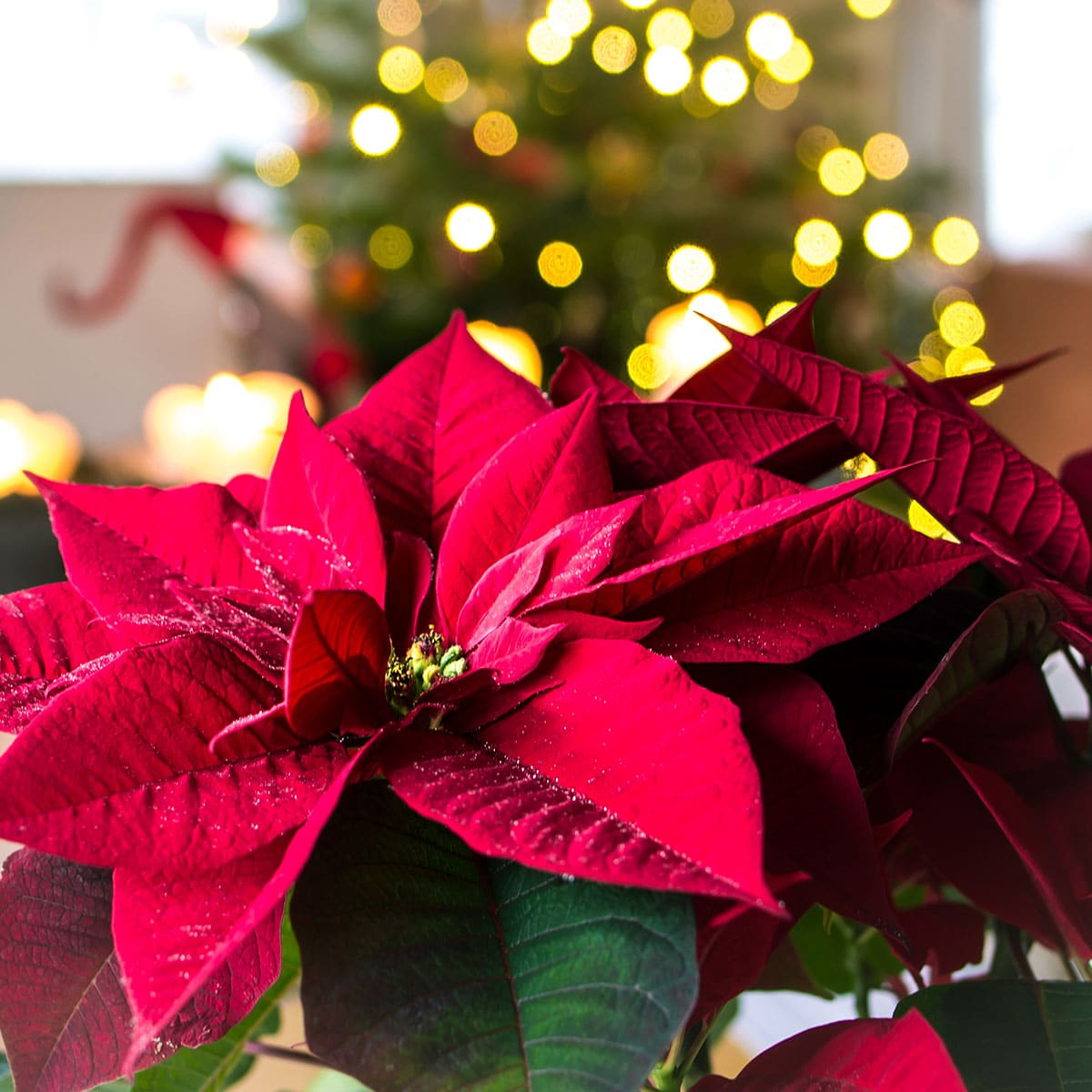 NATIONAL POINSETTIA DAY December 12, 2022 National Today