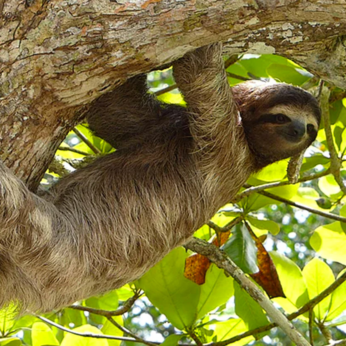 International Sloth Day — Sloth FAQs and Related Animal Holidays