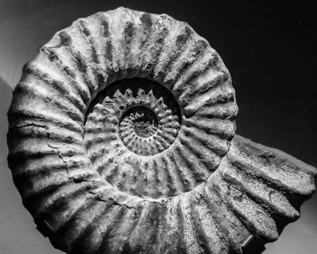 e label fossil