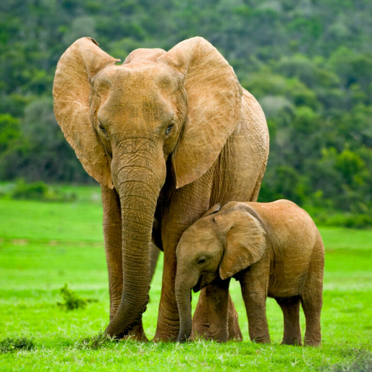 NATIONAL FARM ANIMALS DAY April 10, 2026 National Today