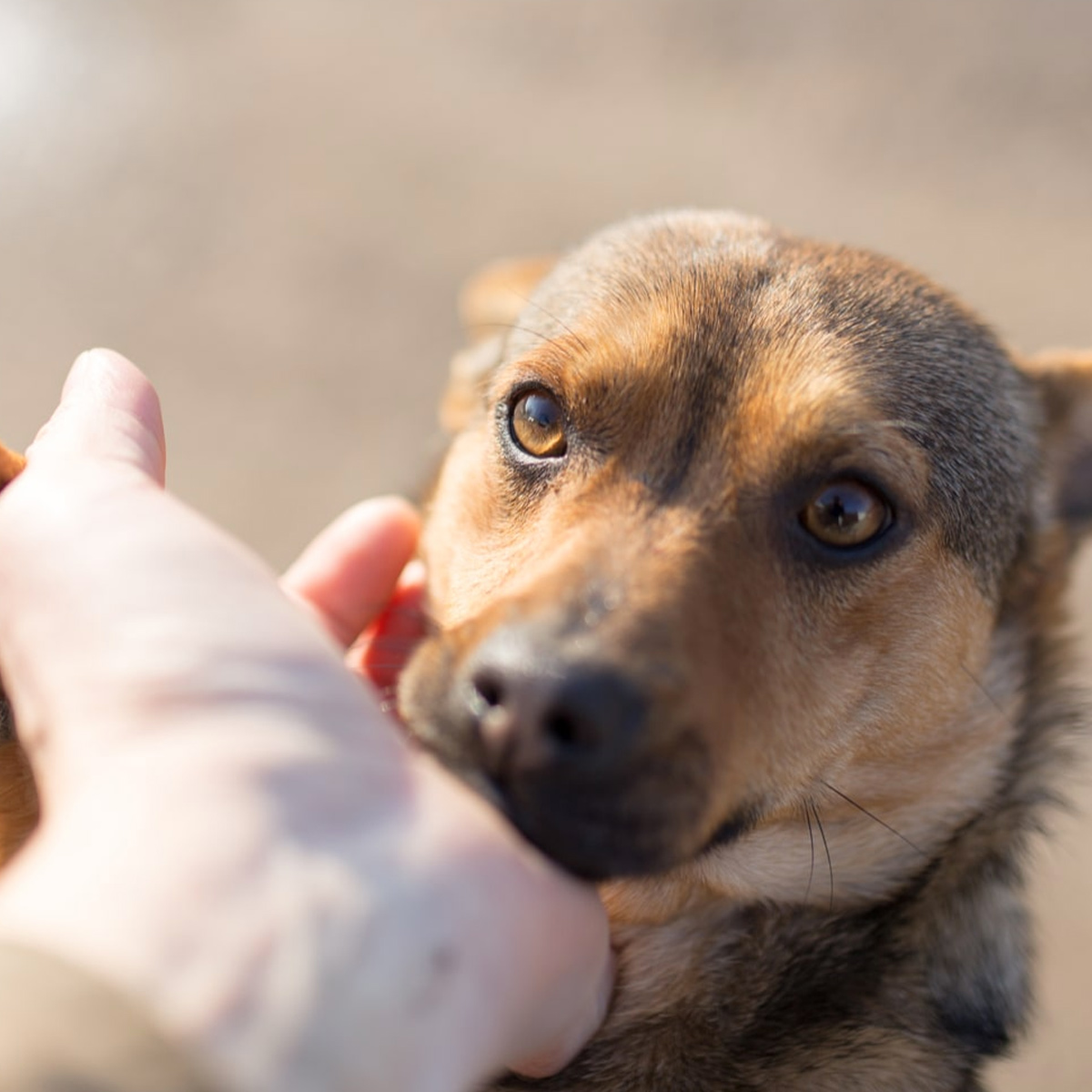 What Does A Rescue Dog Mean