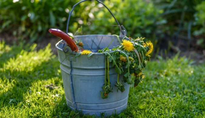 National Weed Your Garden Day