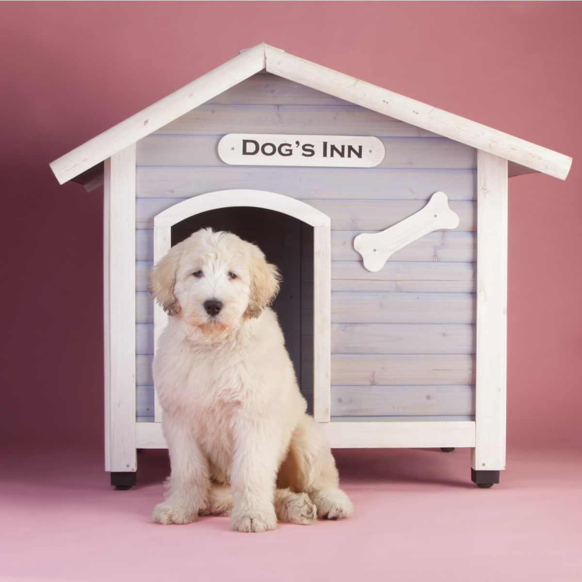 Dog in dog store house