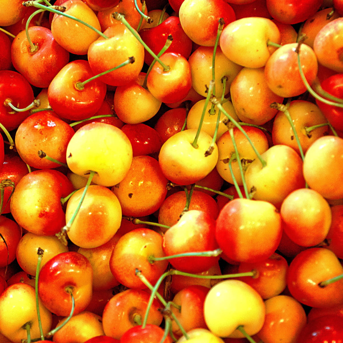 Cherry Fruits, varieties, production, seasonality