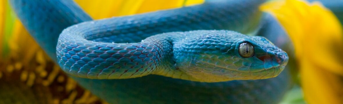 World Snake Day
