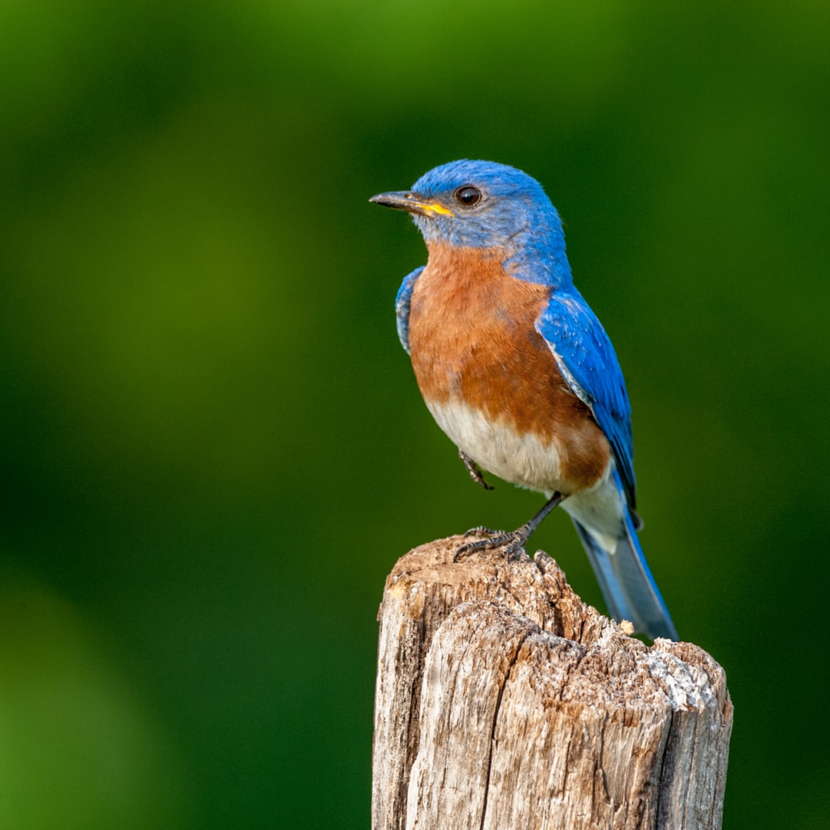 bluebird-of-happiness-day-september-24-2023-national-today