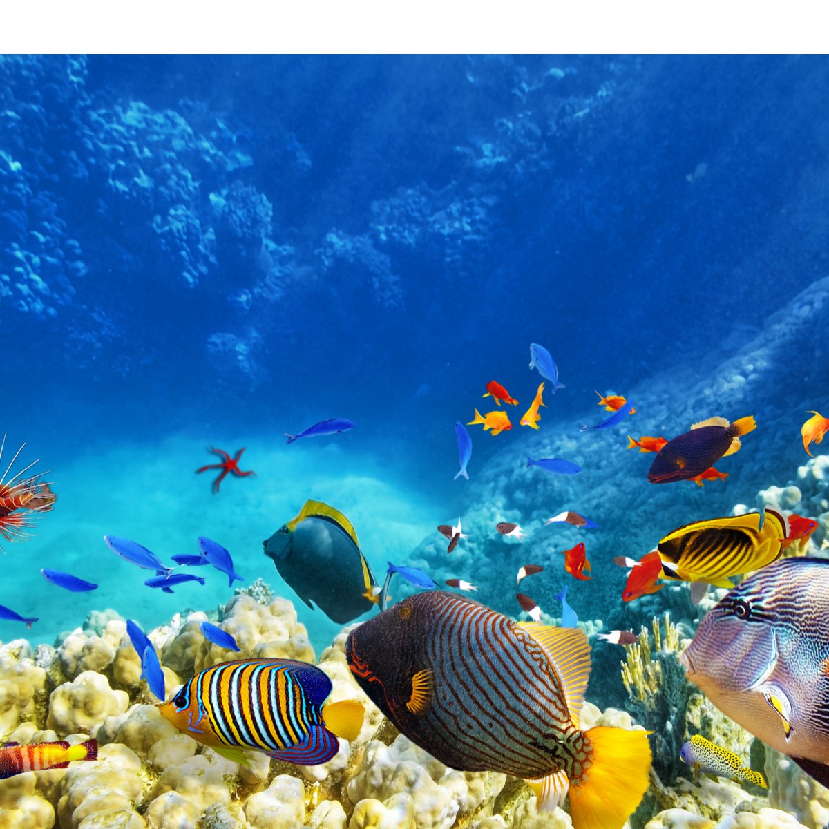 Fish-Amnesty-Day
