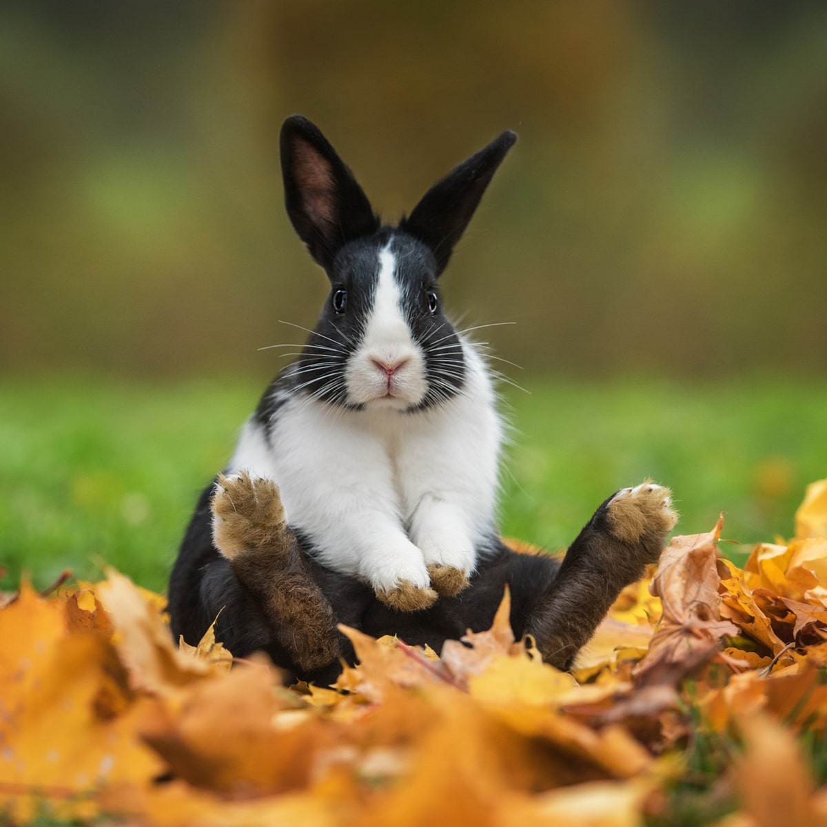 bunnies and rabbits