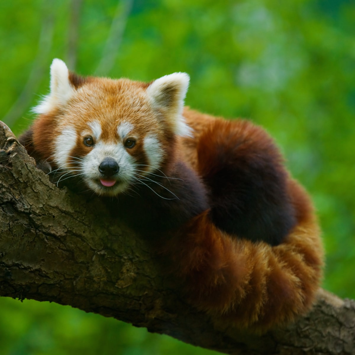 Red Panda Habitat Destruction