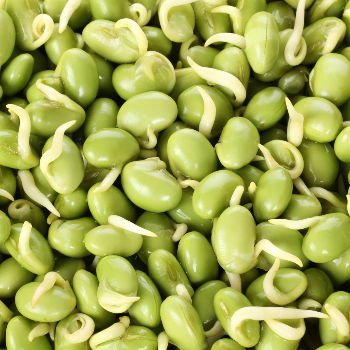 LIMA BEAN RESPECT DAY April 20 2024 National Today