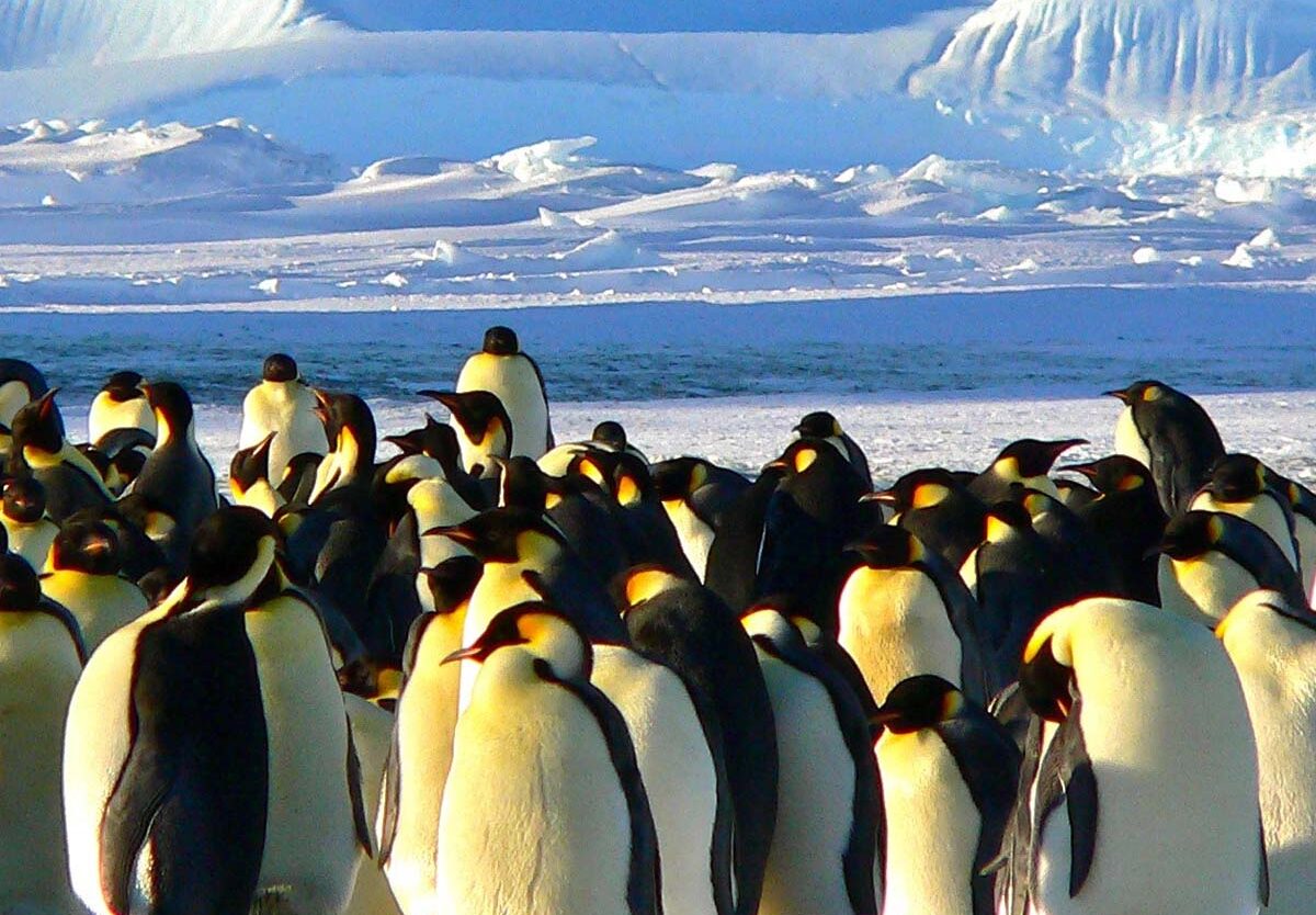 WORLD PENGUIN DAY April 25 2027 National Today