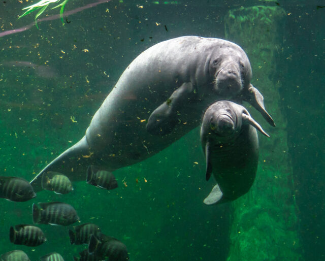 MANATEE AWARENESS MONTH -November 2022 - National Today