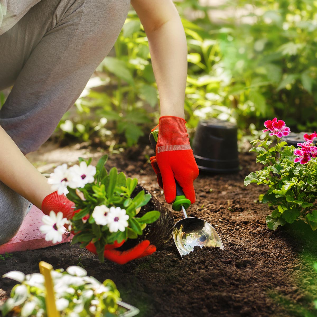 National Plant A Flower Day 2024 Shane Darlleen