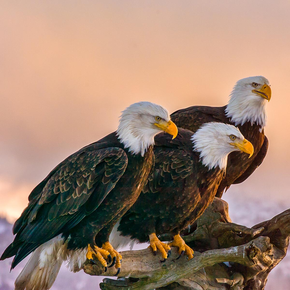 NATIONAL SAVE THE EAGLES DAY - January 10, 2024 - National Today