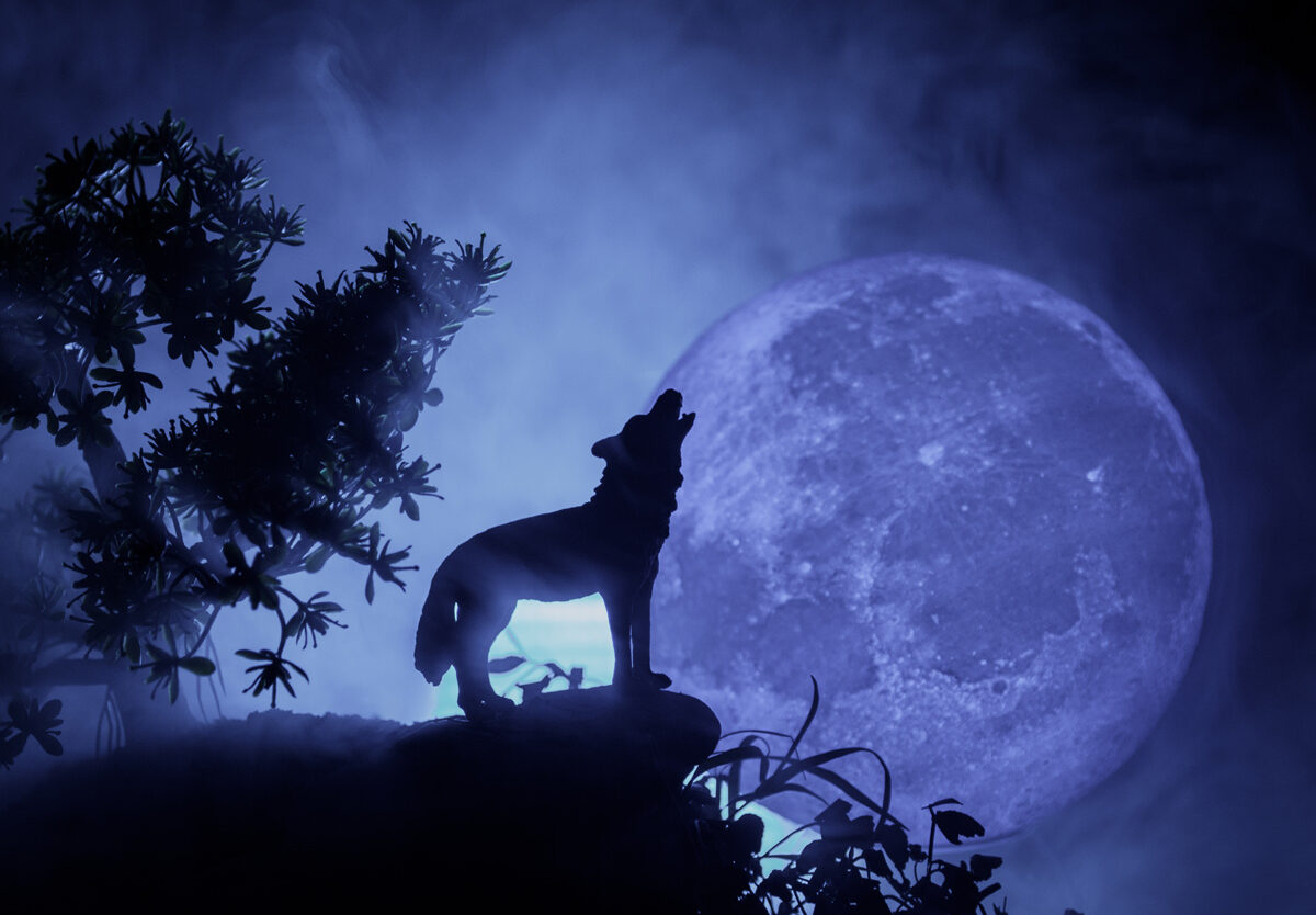 purple moon wolf