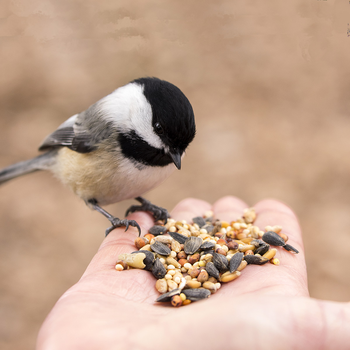 bird feed