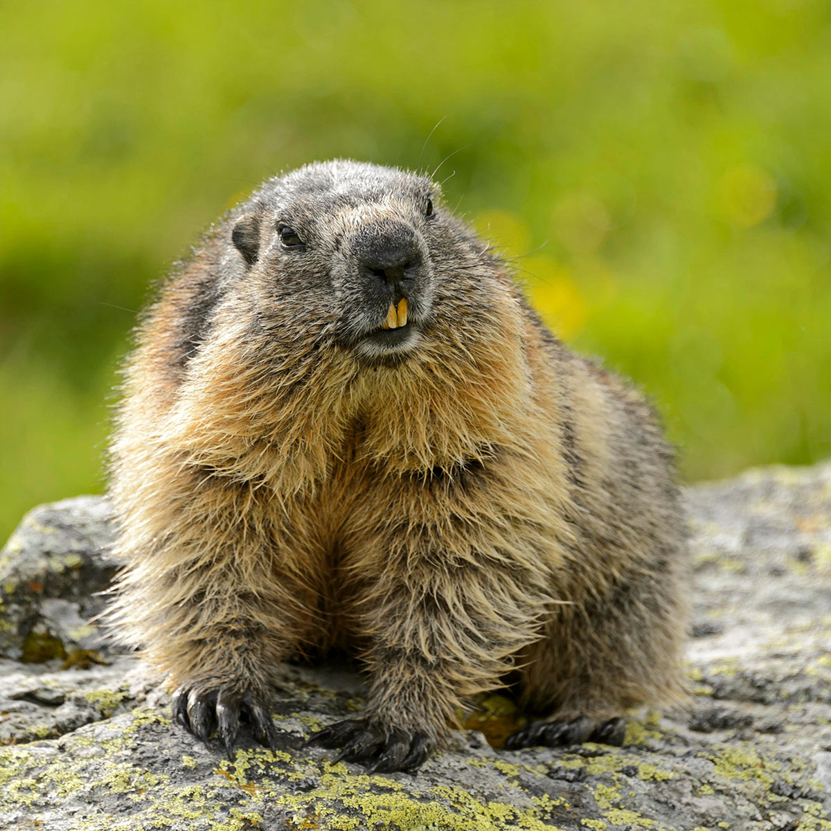 MARMOT DAY February 2 2024 National Today