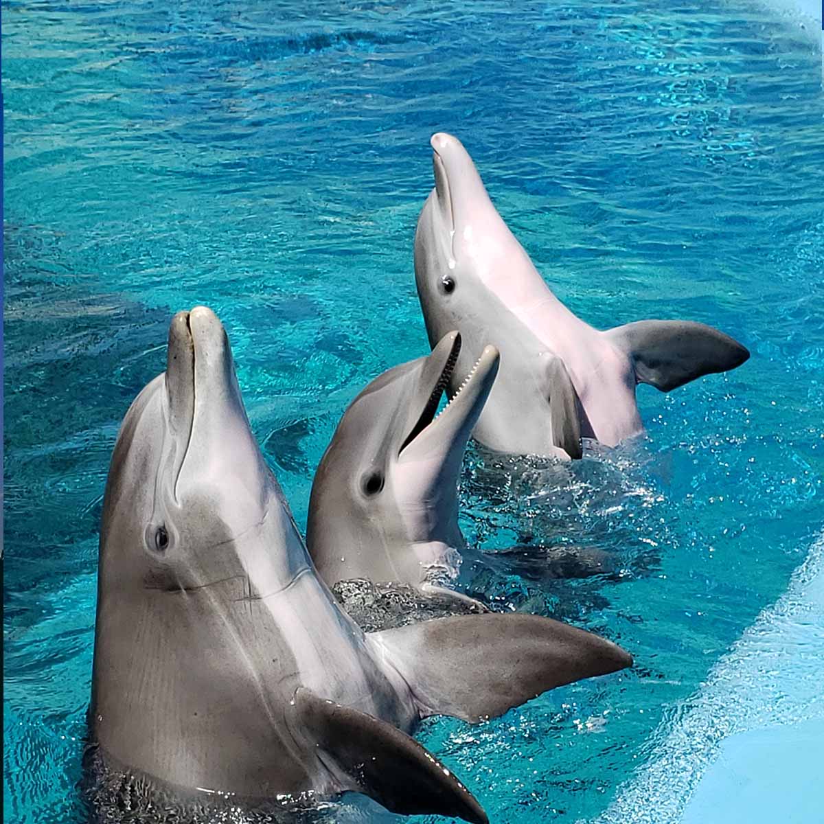 Why today is World Dolphin Day