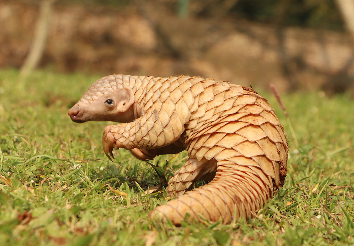 pangolin claws