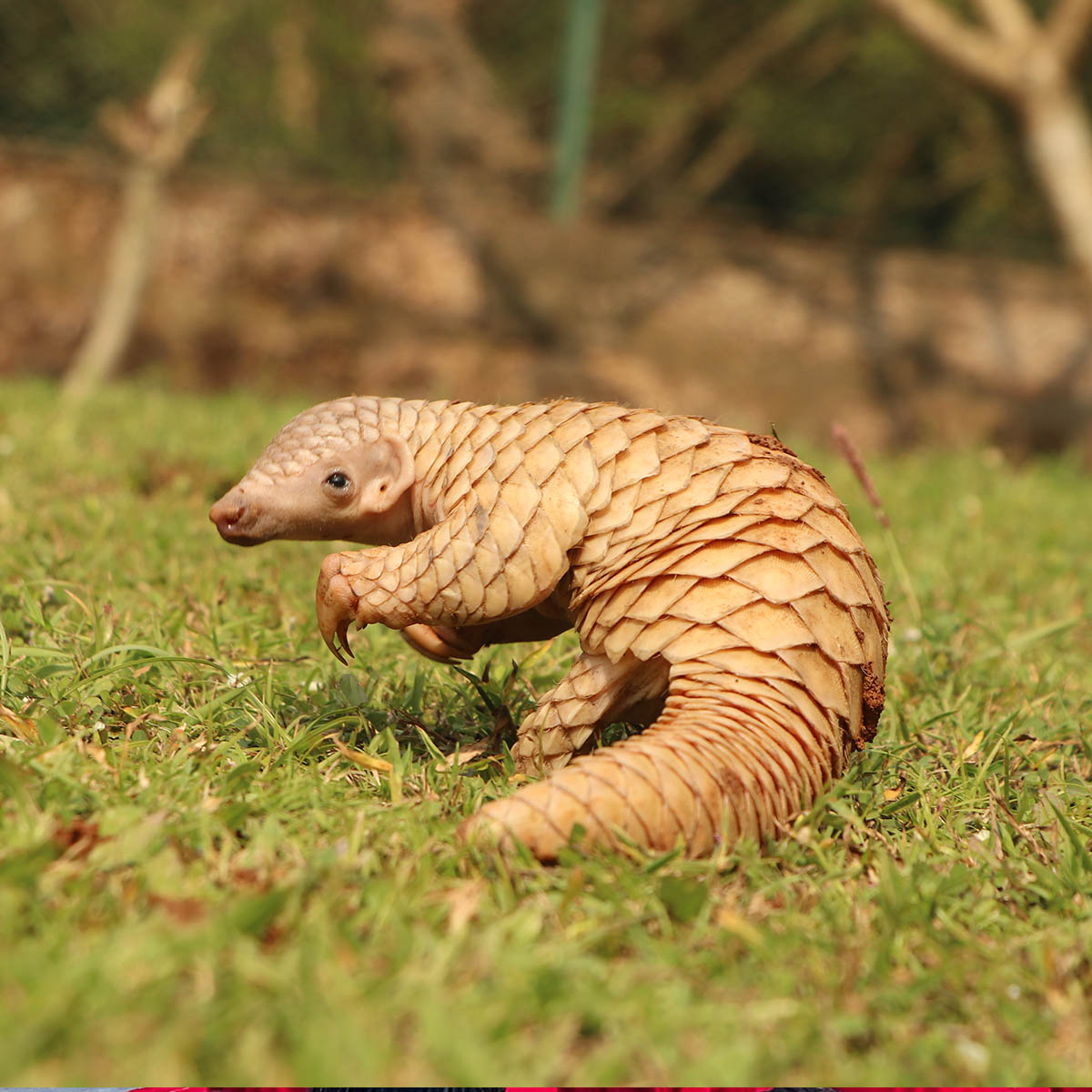 Giant Pangolin Reproduction Giant Pangolin Reproduction