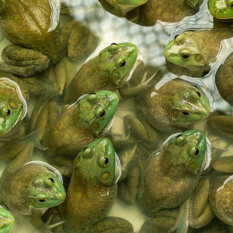 AMERICAN FROG DAY October 21, 2025 National Today