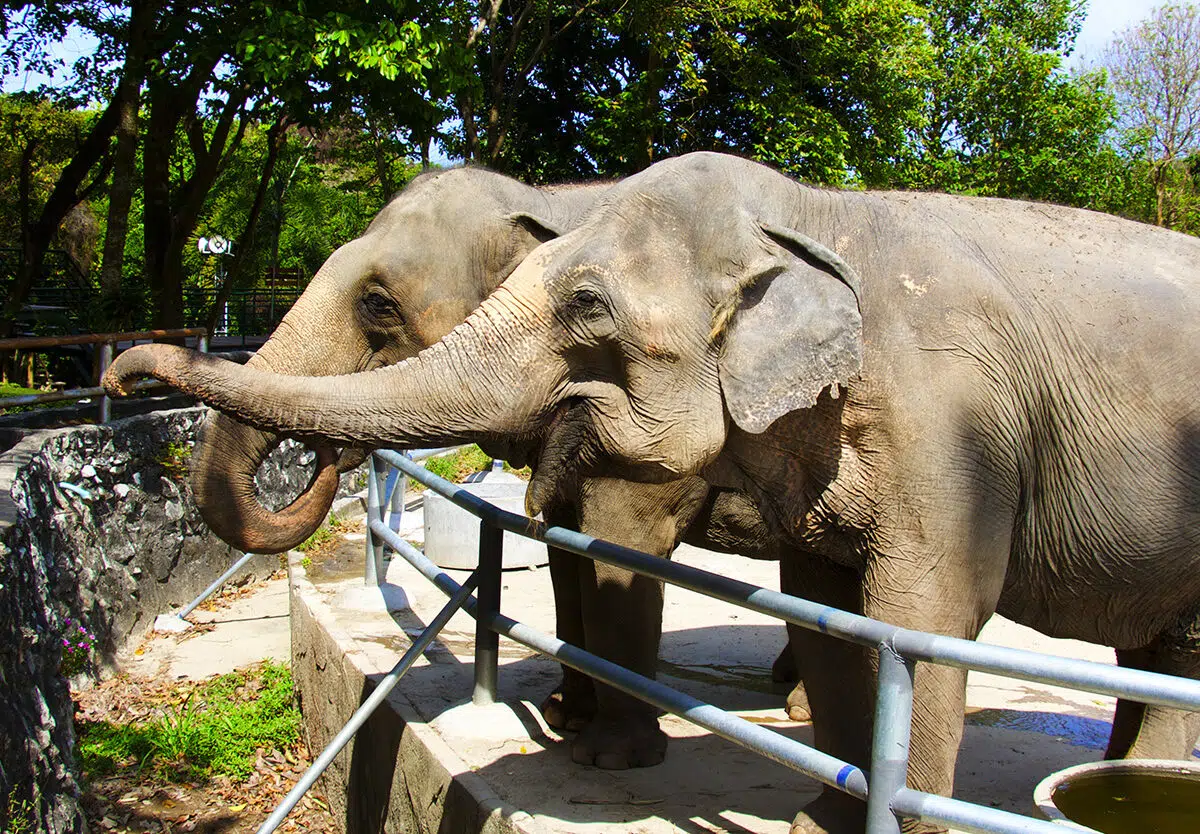 https://nationaltoday.com/wp-content/uploads/2022/05/51-Elephan-Day-1200x834.jpg.webp