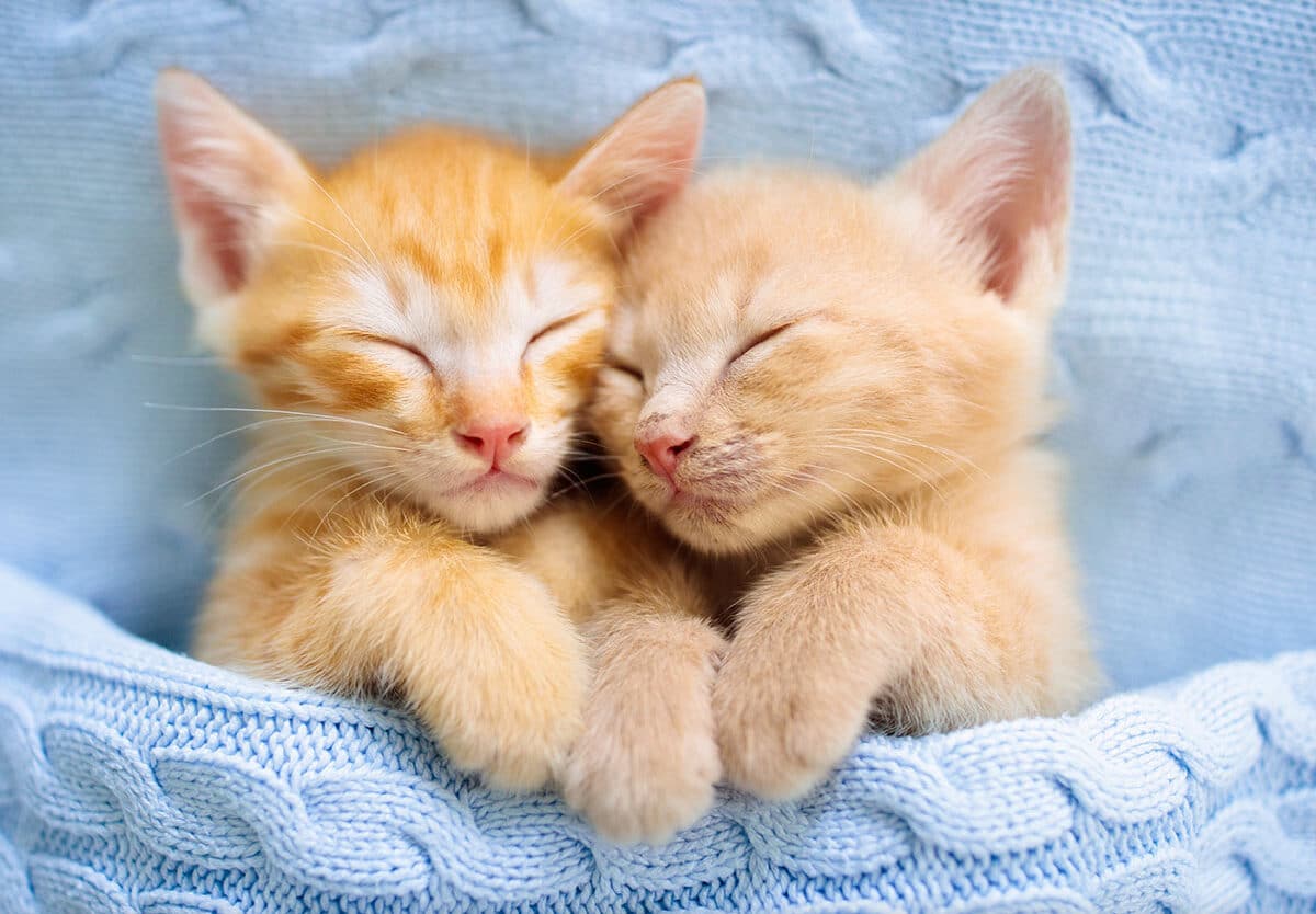 Top 999 Kitten Images Amazing Collection Kitten Images Full 4K
