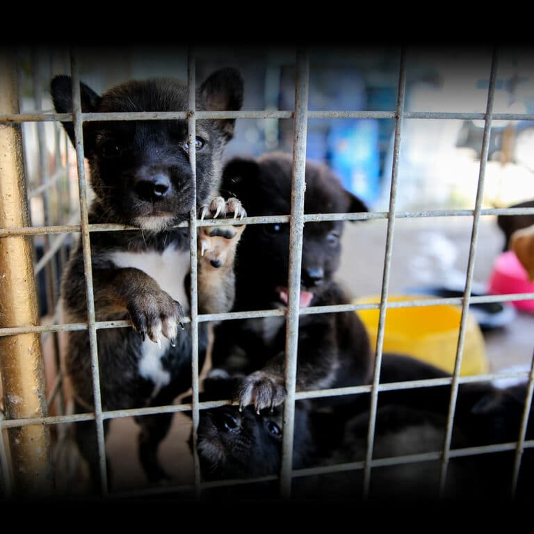 PUPPY MILL AWARENESS DAY September 20, 2025 National Today