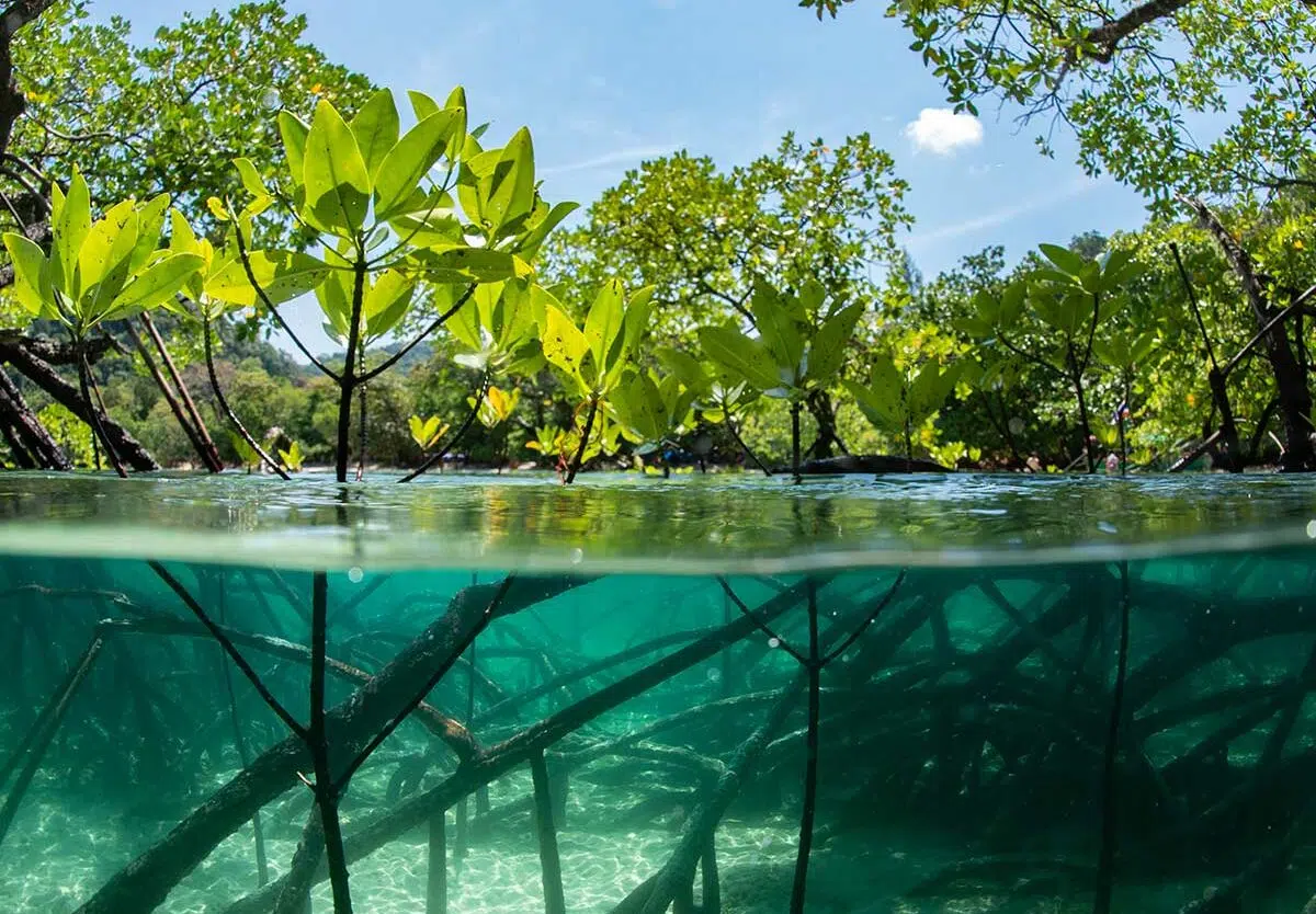 Image Source - https://nationaltoday.com/world-mangrove-day/