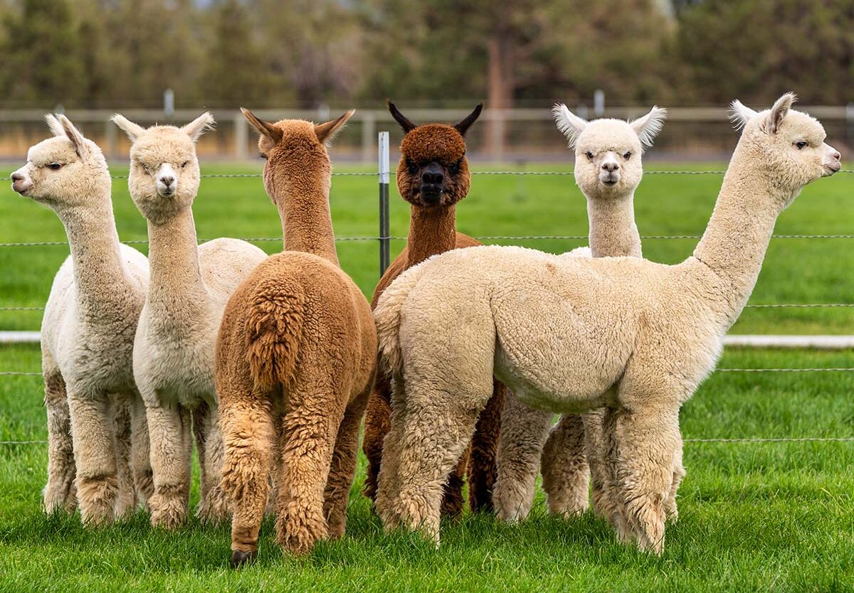 ALPACA DAY September 26 2026 National Today