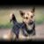 ANIMAL RIGHTS AWARENESS WEEK - June 15-21, 2026 - National Today