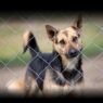 ANIMAL RIGHTS AWARENESS WEEK - June 15-21, 2026 - National Today