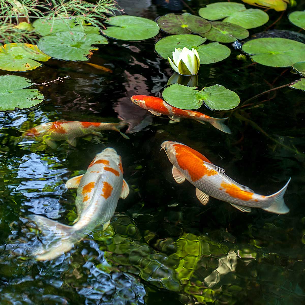 National Koi Day.