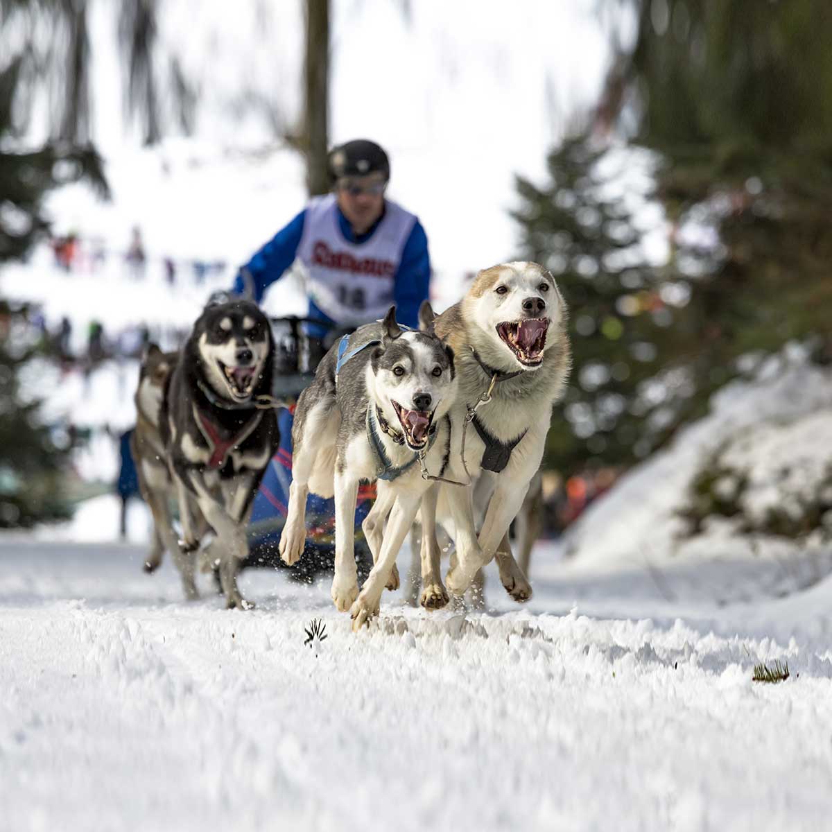 Iditarod 2024 Routematic Tedi Melantha