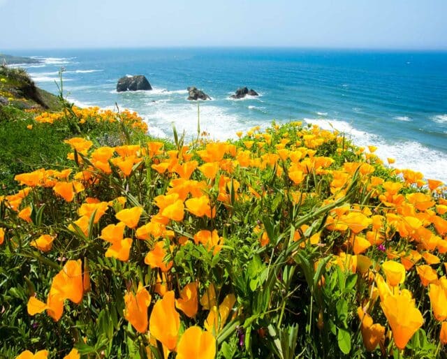 CALIFORNIA POPPY DAY April 6, 2023 National Today