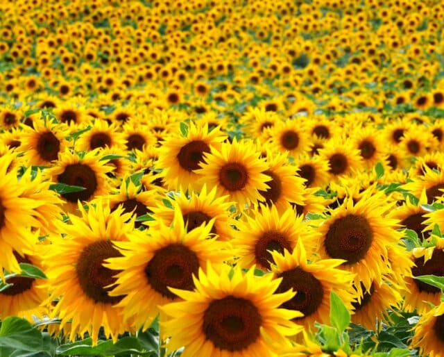 INTERNATIONAL SUNFLOWER GUERILLA GARDENING DAY May 1, 2023 National