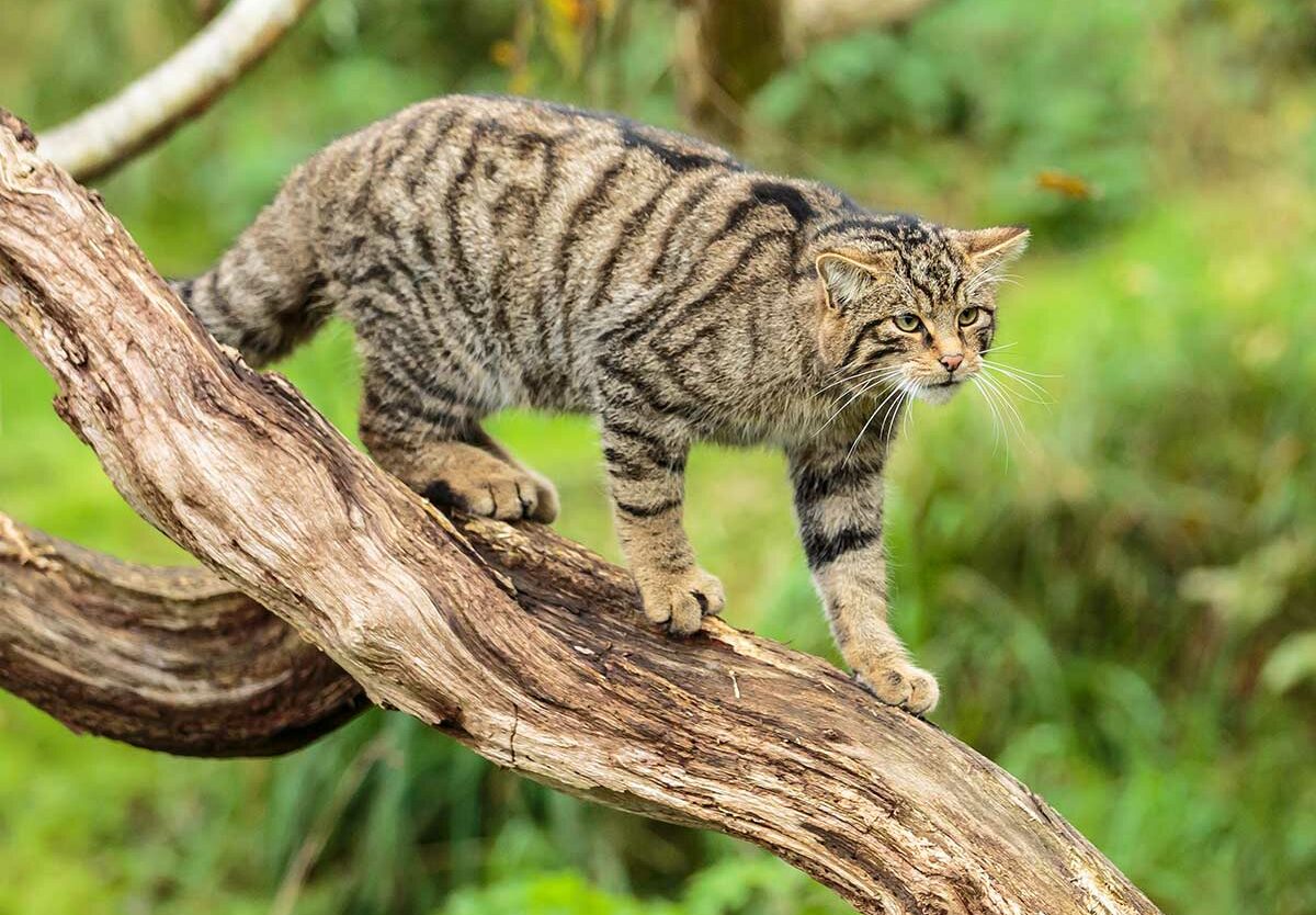 SCOTTISH WILDCAT DAY August 8 2026 National Today
