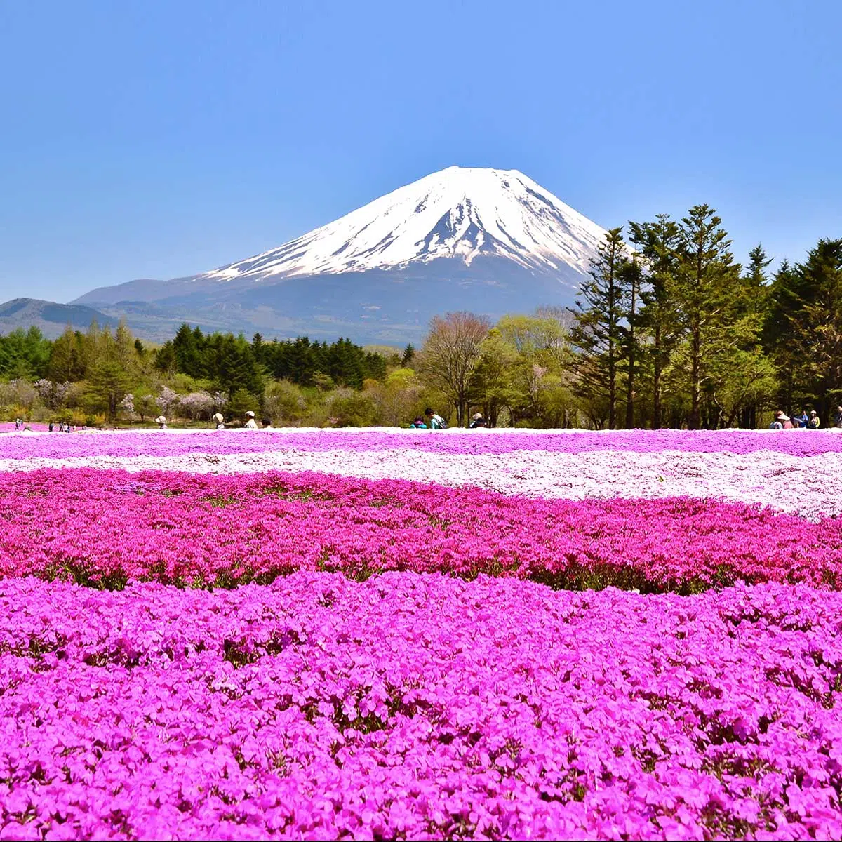 THE FUJI SHIBAZAKURA FESTIVAL April 2023 National Today