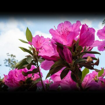 NAKED GARDENING DAY - May 2, 2026 - National Today