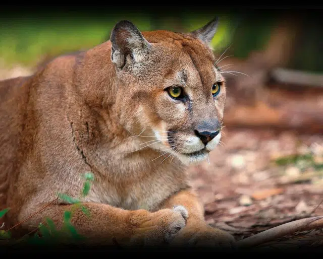 SAVE THE FLORIDA PANTHER DAY March 18, 2023 National Today