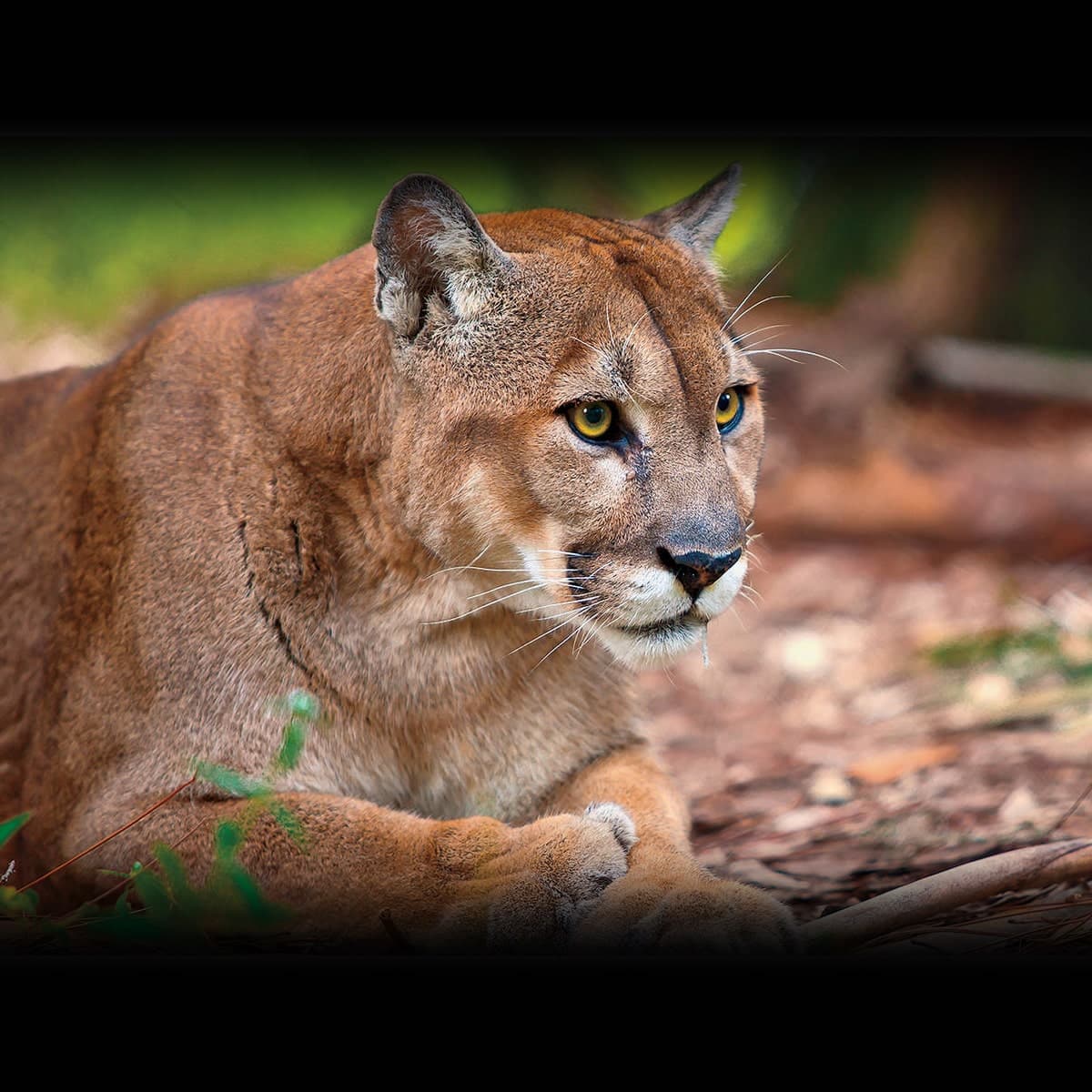 SAVE THE FLORIDA PANTHER DAY March 18 2023 National Today