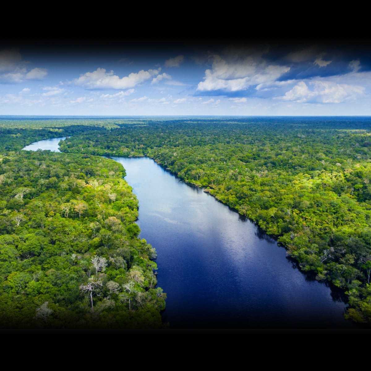 World Rainforest Day June 22 2027 National Today World Rainforest Day June 22 2027 National Today