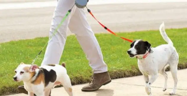 are retractable leashes good for puppies